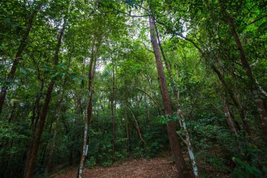 Tropical gree tree forest nature landscape trekking nature background