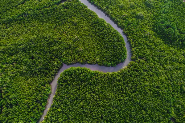 Deniz Koyundaki Tropik Yeşil Mangrov Ormanı Ekoloji Sistemi Hava Manzarası — Stok fotoğraf
