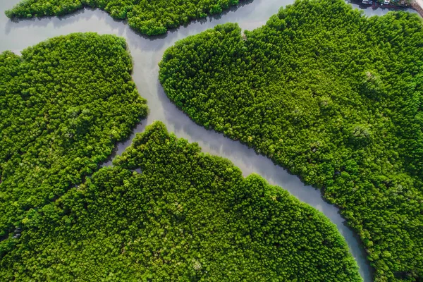 stock image Tropical green mangrove forest on sea bay ecology system aerial view