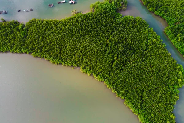 Forêt Tropicale Mangroves Vertes Sur Écologie Baie Mer Vue Aérienne — Photo