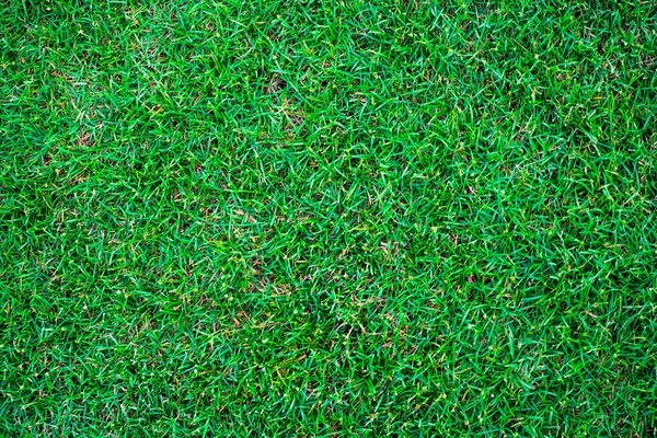 Зеленая Трава Текстура Пустая Трава Вид Сверху — стоковое фото