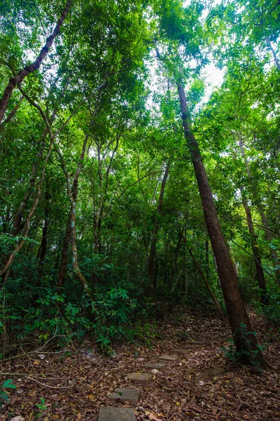 Tropikal Gree Ağacı Orman Doğa Doğa Doğa Yürüyüşü Arka Plan — Stok fotoğraf