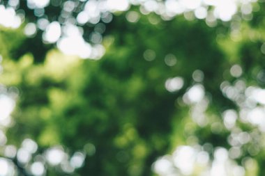 Soyut bulanık yeşil ağaç parkı güneşli gün arkaplanı