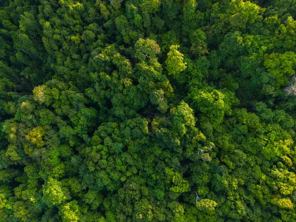 stock image Tropical gree tree rain forest on island aerial view nature background