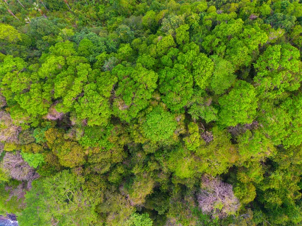 热带绿树雨林在岛上鸟瞰自然背景 — 图库照片