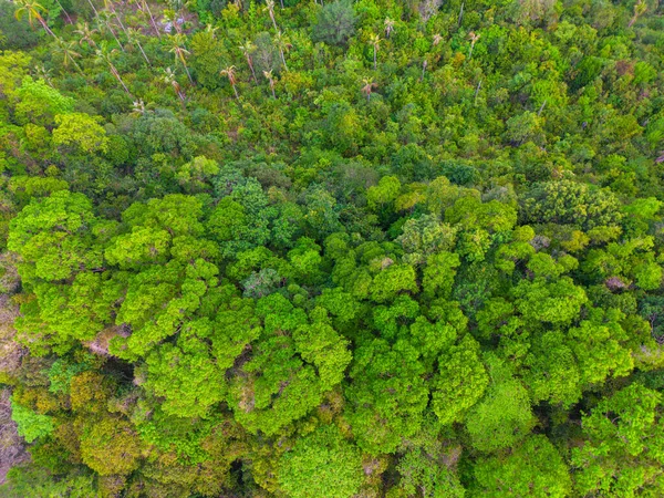 Tropical Gree Strom Déšť Prales Ostrově Letecký Pohled Příroda Pozadí — Stock fotografie