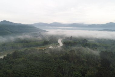 Hava manzaralı tropikal yağmur ormanı yeşil ağaç sisli doğa manzaralı