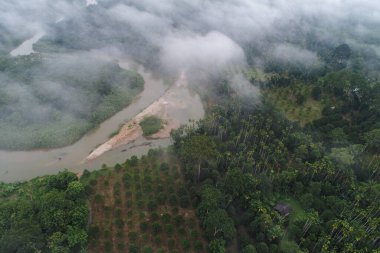 Tropik yeşil ağaç ormanı sabahı sisli doğa manzaralı hava manzaralı