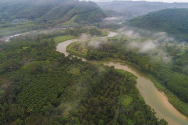 Tropik yeşil ağaç ormanı sabahı sisli doğa manzaralı hava manzaralı