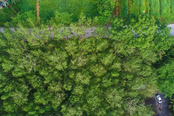 Vista Aérea Floresta Tropical Floresta Tropical Árvore Verde Com Nevoeiro — Fotografia de Stock