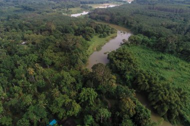 Hava manzaralı tropikal yağmur ormanı yeşil ağaç sisli doğa manzaralı