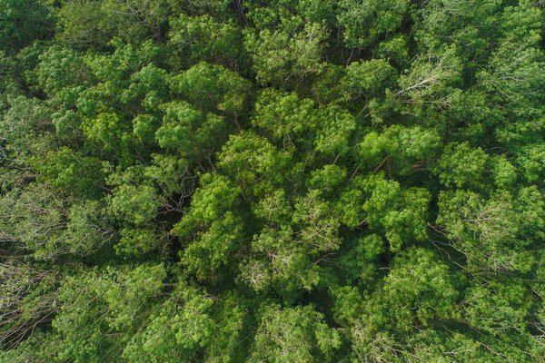 Aerial view tropical rain forest green tree with fog nature landscape