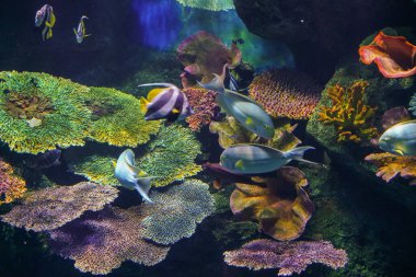 Akvaryum arka planında deniz balığı olan su altı mercan resifleri.