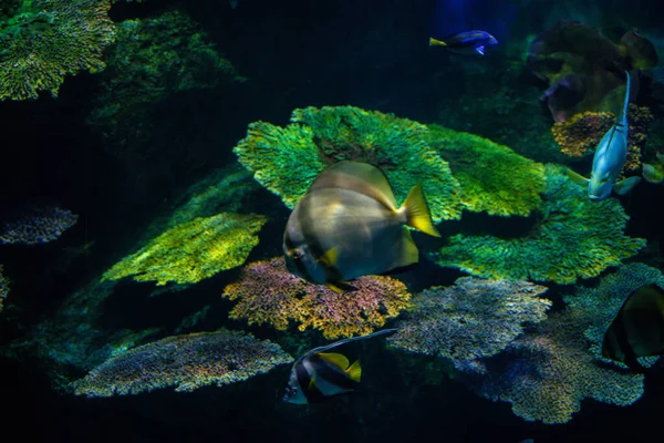 Meereslebewesen Unter Wasser Korallenriff Mit Meeresfischen Aquarium Natur Hintergrund — Stockfoto