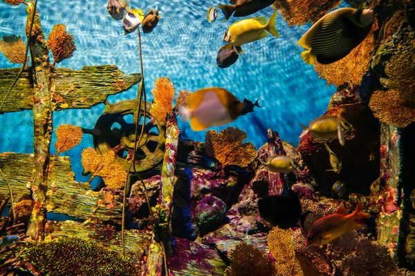Havsliv Undervattens Korallrev Med Havsfisk Akvarium Natur Bakgrund — Stockfoto