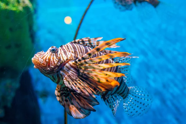 Левові Рибки Морському Житті Кораловим Рифом Блакитна Вода Підводні Тварини — стокове фото