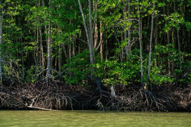 Nehir kıyısı ekoloji doğa manzaralı yeşil tropikal mangrov ormanı