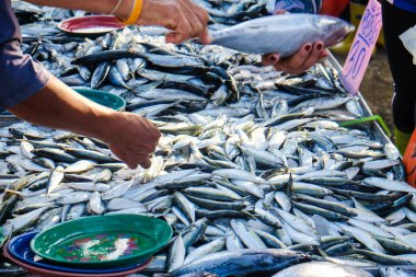 Deniz tuna balıkları balıkçılık pazarında satılıyor. İnsanlar balık besin endüstrisi satın alıyor.