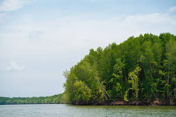 Bosque Verde Manglar Tropical Con Ecología Bahía Mar Río Paisaje — Foto de Stock