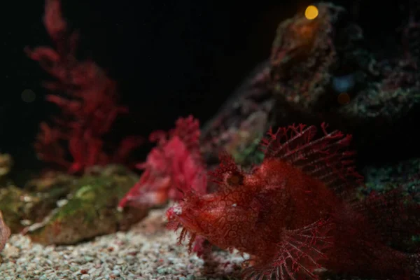Sea life underwater coral reef with sea fish in aquarium nature background