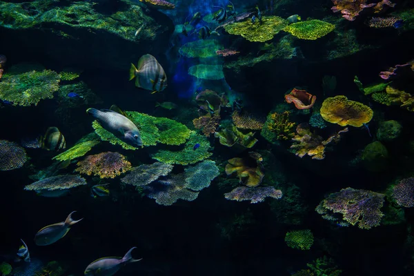 Sea life underwater coral reef with sea fish in aquarium nature background