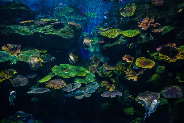 水族館の魚と海の生活水中サンゴ礁自然背景 — ストック写真