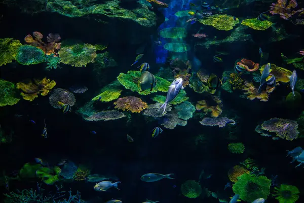 Havsliv Undervattens Korallrev Med Havsfisk Akvarium Natur Bakgrund — Stockfoto