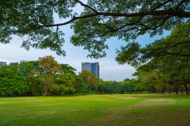 Ağaçlı yeşil çayır çimenleri şehir merkezinde halka açık parkta temiz hava arka planda
