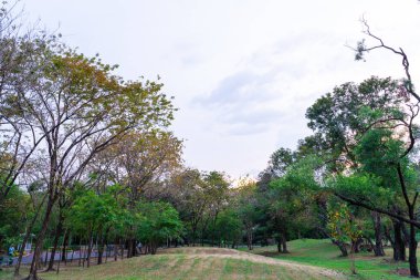 Ağaçlı yeşil çayır çimenleri şehir merkezinde halka açık parkta temiz hava arka planda