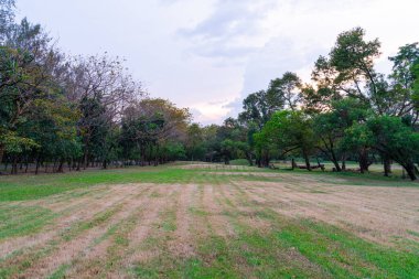 Ağaçlı yeşil çayır çimenleri şehir merkezinde halka açık parkta temiz hava arka planda