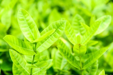 Yeşil ağaç yaprağı arka planda taze bitki yaprak arka planını kapat