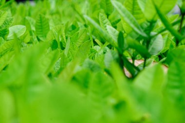 Yeşil ağaç yaprağı arka planda taze bitki yaprak arka planını kapat