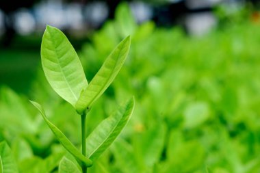 Yeşil ağaç yaprağı arka planda taze bitki yaprak arka planını kapat