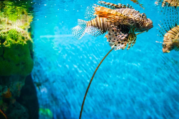 Leeuwenvissen Het Zeeleven Met Koraalrif Blauw Water Onderwater Dier — Stockfoto