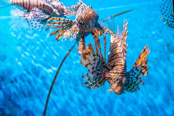 Oroszlánhalak Tengeri Életben Korallzátonnyal Kék Víz Alatti Állat — Stock Fotó