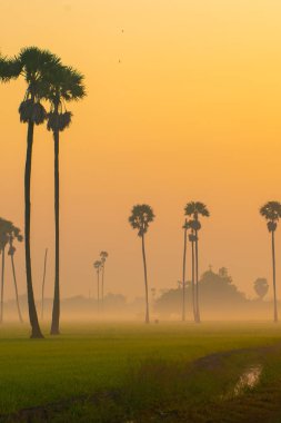 Pirinç tarlası sabah güneşi yeşil pirinç ve şeker palmiyesi tarımsal verimlilik