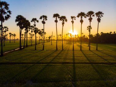 Yeşil çeltik tarlası güneş doğarken şeker palmiyesi manzaralı