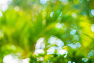 Natural green leaves white background with abstract blurred foliage and bright summer sunlight copyspace for your text or advertisment
