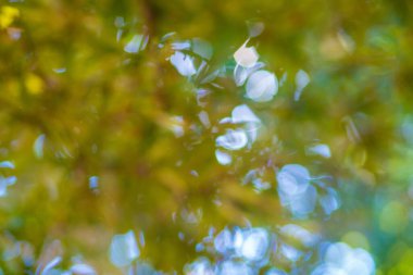 Abstract green leaf tree blurred nature background with bokeh for creative designs. Green leaves bokeh out of focus background