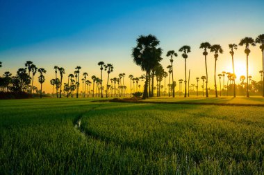 Paddy green rice field morning sunrise nature landscape agricultural industry
