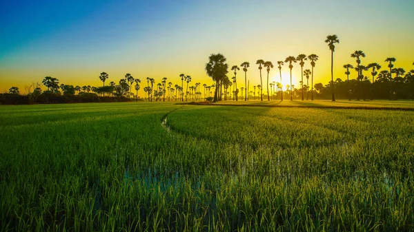 Paddy Green Rice Field Morning Sunrise Nature Landscape Agricultural Industry — Stock Fotó