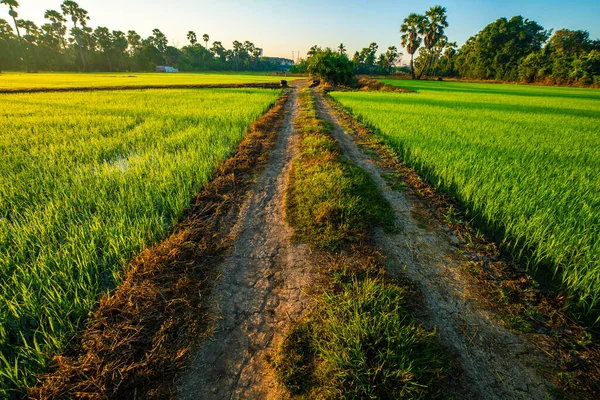 Paddy Green Rice Field Morning Sunrise Nature Landscape Agricultural Industry — Stockfoto