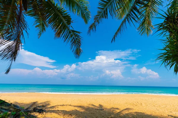 Stock image Palm coconut tree on sea beach white sand blue sky summer vacation