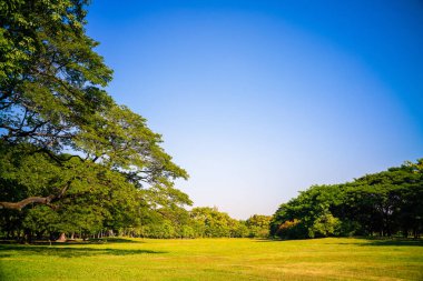 Tree forest with green meadow grass in outdoor park city park