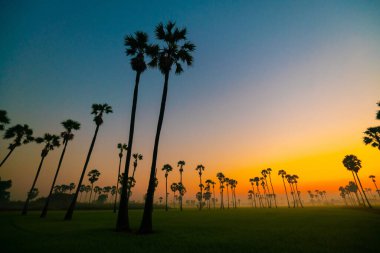 Silhouette sunrise colorful sky with cloud in rice plantation and sugar palm field