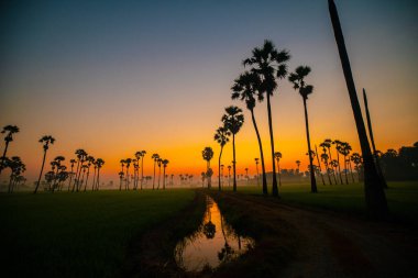 Silhouette sunrise colorful sky with cloud in rice plantation and sugar palm field