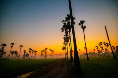 Silhouette sunrise colorful sky with cloud in rice plantation and sugar palm field