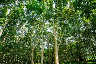 Güneş ışığı yükselen yeşil kauçuk ağaç ormanı tarım endüstrisi manzarası