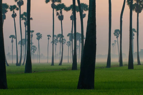 Silhouette Sunrise Rice Plantation Field Sugar Palm Agricultural Industry — Foto de Stock