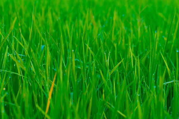 Зеленое Рисовое Поле Утренней Сценой Падения Росы — стоковое фото